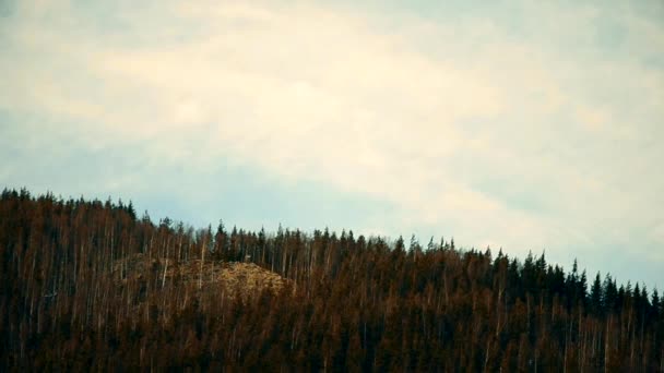 Les cumulus blancs se déplacent rapidement au-dessus des sapins en montagne 