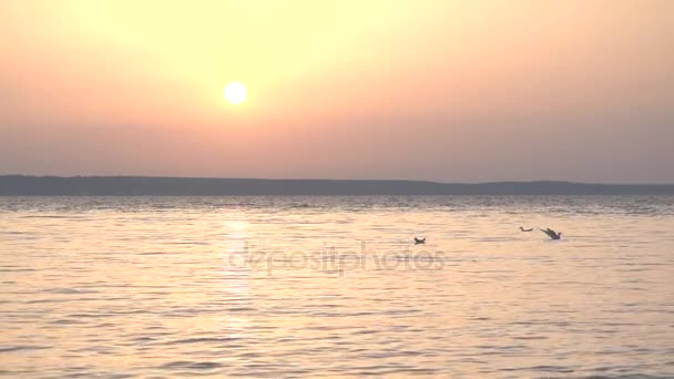 Mouettes volent au ralenti au-dessus de l'eau et plongent — Video