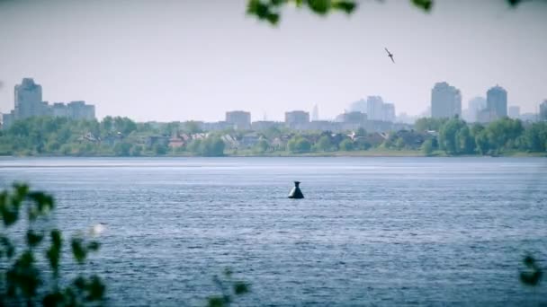 Rybitwa leci w kręgach nad wody rzeki Dniepr — Wideo stockowe