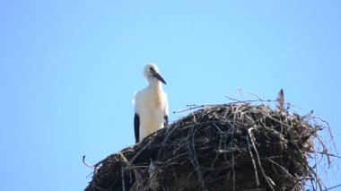 Leylek hala sabırla onun yuvada standları