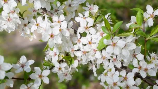 Blommande cherry tree twig — Stockvideo