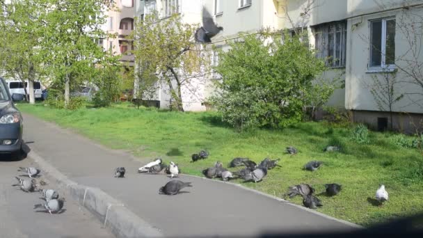 Many pigeons fed in a city — Stock Video