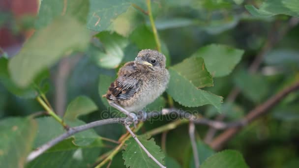 Piepjonge fledgling zitstokken op twig — Stockvideo