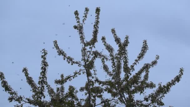 Πολλοί μηλολόνθεις που πετούν πάνω από την κορυφή του δέντρου — Αρχείο Βίντεο