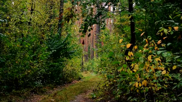 Jogo de luz alternada e sombras na floresta — Vídeo de Stock