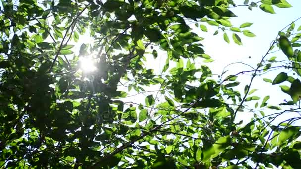 Сонячне сяйво з сонячними променями, що проходить через листя — стокове відео