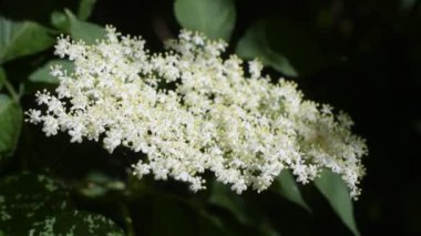 Avrupa siyah ile beyaz çiçekler açan yaşlı.