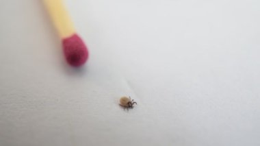 Başvuru için bir maç yakınındaki zor kene tarar