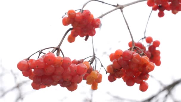Arroz vermelho maduro ou bagas de viburnum no inverno — Vídeo de Stock