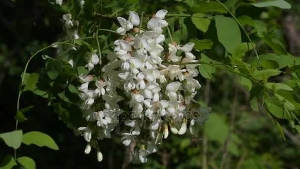 Black locust flowers with a bee collecting nectar — Stock Video