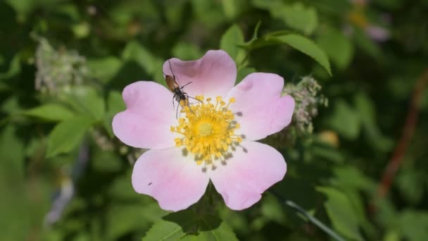 Escarabajo de cuerno largo recoge néctar o polen de flor de rosa de perro — Vídeos de Stock