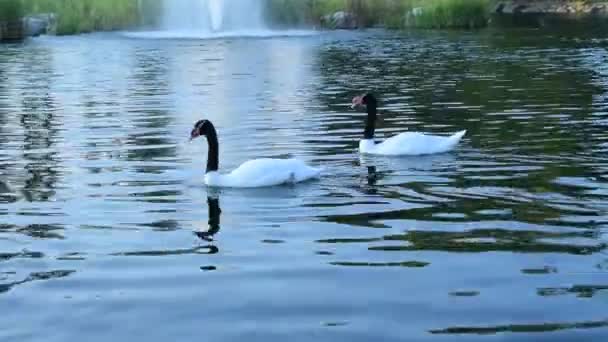 Thow 優雅な黒いハイネック白鳥と池で血色の良い shelducks — ストック動画