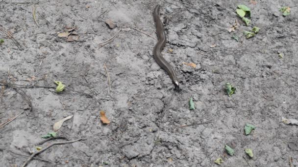 Smooth snake. Coronella austriaca — Stock Video
