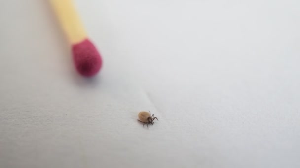 Hard tick crawls near a match for reference — Stock Video