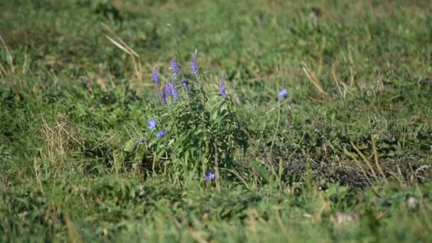 Bellissimi fiori di salvia e cicoria in campo verde — Video Stock