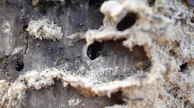 Çürüyen ahşap üzerinde karıncalar