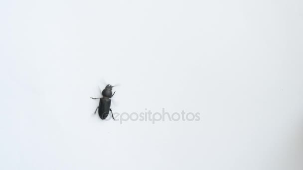Coléoptère noir rampant sur fond blanc 
