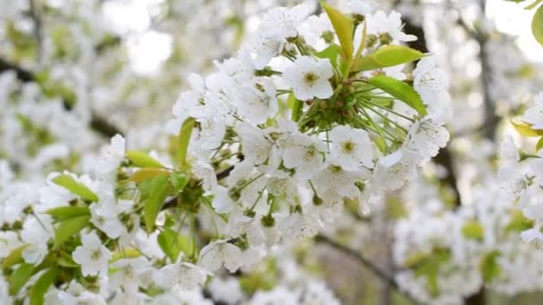 Blossoming white cherry tree flowers swaying in breeze — Stock Video