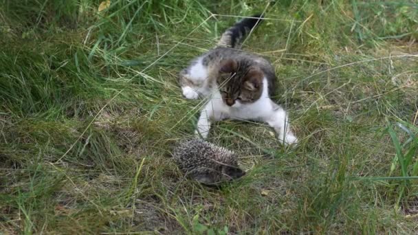 Katt leker med en böjda igelkott utomhus i grönt fält — Stockvideo