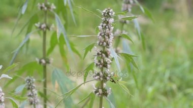 Çiçekli motherwort bumblebees ve arılar