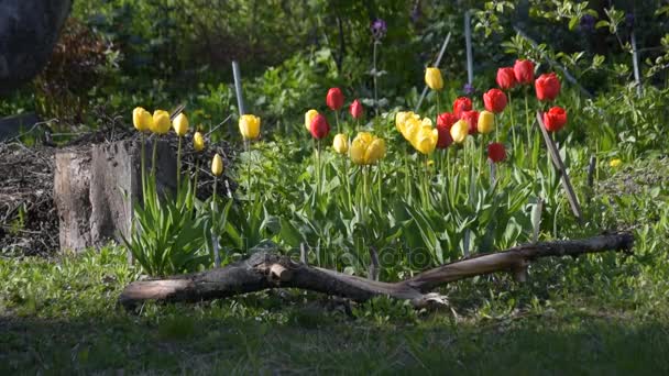 Cama de flores con flores de tulipán durante la primavera — Vídeo de stock