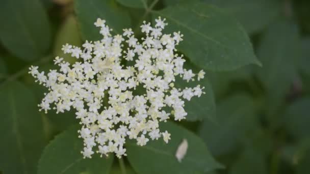 유럽 흑인 노인 또는 개화 elderberry의 근접 촬영 — 비디오