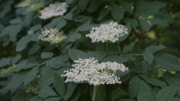 Ευρωπαϊκή μαύρη γέροντα ή elderberry ανθισμένα — Αρχείο Βίντεο