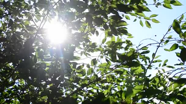 Brilho de sol cintilante com raios de sol vindo através da folhagem — Vídeo de Stock