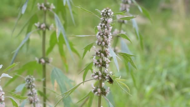 Çiçekli motherwort bumblebees ve arılar — Stok video
