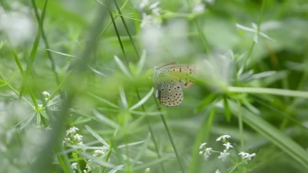 Tiro de close-up de uma pequena borboleta subindo um talo — Vídeo de Stock