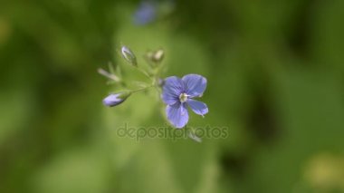 Mavi çiçekler yukarı ve dışarı odak yeşil arka plan kapatın. Veronica otu. Veronica Persica çiçekler, makro, çim