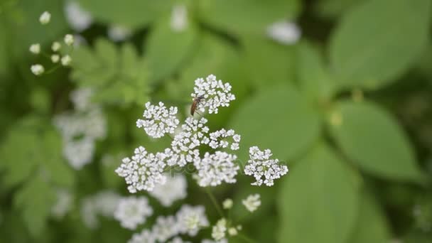 Barna bogár antennával, a gyönyörű fehér virág — Stock videók