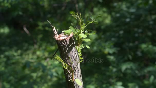 Regeneratie van de natuur. Gezaagd neer boom begint te groeien nieuwe blaadjes. — Stockvideo