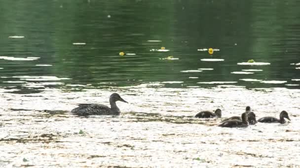 Pato madre con una bandada de patitos en el estanque — Vídeos de Stock