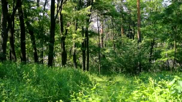 夏の緑豊かな緑の混交林 — ストック動画