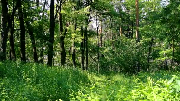 Forêt mixte verte luxuriante en été 