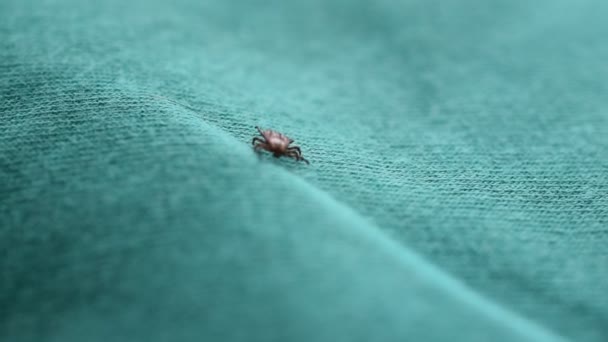 硬蜱倒躺在它的背、 翻身和爬走 — 图库视频影像