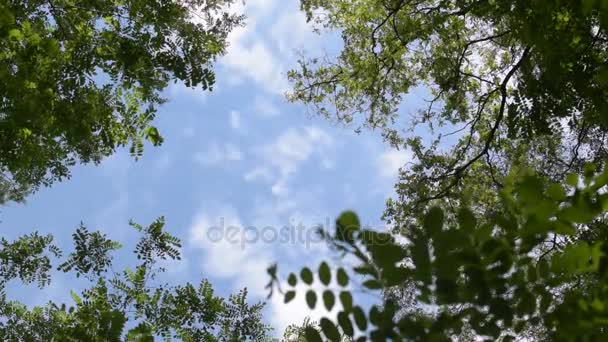 Clouds move in blue sky behind green tree branches — Stock Video