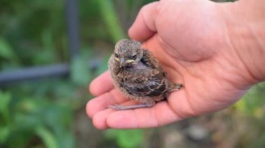 Fledgeling açık havada eller üzerinde oturur