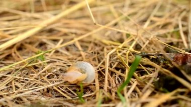 Zaman atlamalı salyangoz kabuğundan geliyor ve uzak tarama