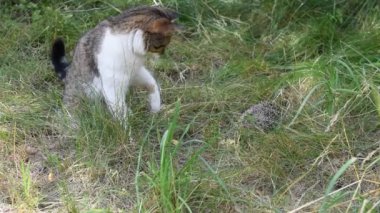 Kedi bir kirpi açık havada yeşil çim arka plan üzerinde araştırıyor