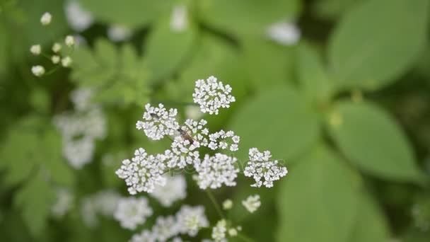 Barna bogár antennával, a gyönyörű fehér virág — Stock videók