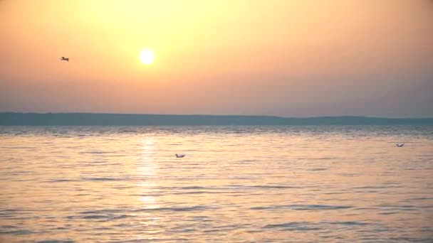 Seagull flies over water in slow motion at dusk — Stock Video