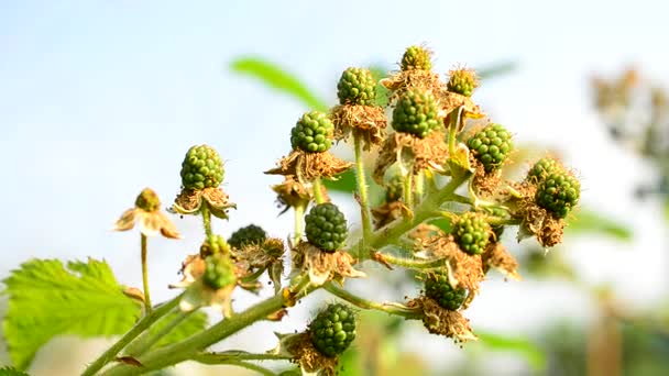 未成熟的绿色黑莓在夏天 — 图库视频影像