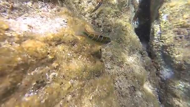 Movimento lento de um peixe de uma família Percidae — Vídeo de Stock