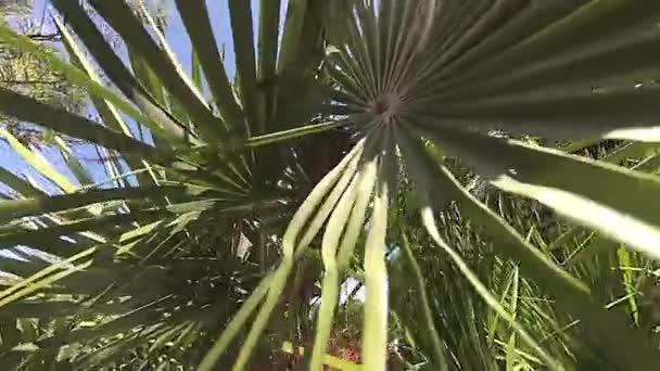 Slow motion van verplaatsen tussen de palmbladeren — Stockvideo