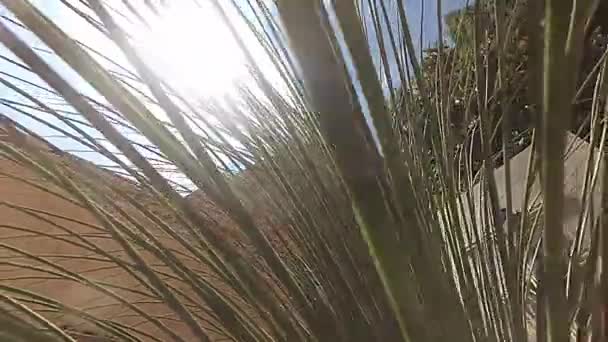 El sol que viene a través de hojas de palma — Vídeo de stock