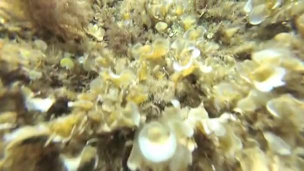 Movimento lento de movimento no fundo do mar — Vídeo de Stock
