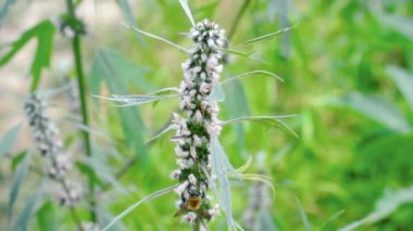 Bumblebee çiçekli motherwort üzerinde