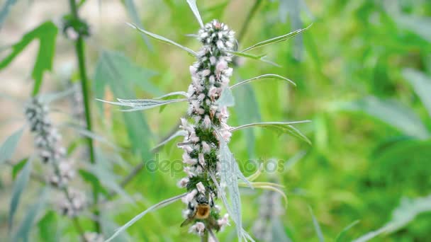 Bumblebee em flor motherwort — Vídeo de Stock